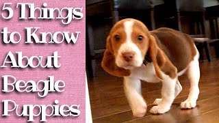 Things to know about Beagle Puppies [upl. by Wennerholn]