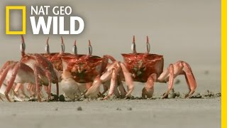 Crabby Eaters  Animal Dance Battles [upl. by Swerdna]