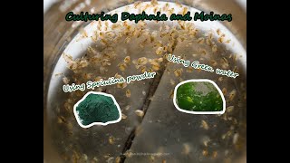 How To Culture Daphnia and Moinas using Green Water Spirulina powder [upl. by Hamid]