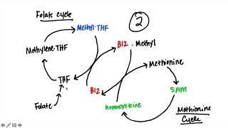 B12 amp Folate [upl. by Vharat927]