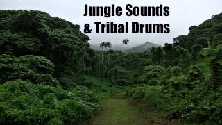 Jungle Sounds amp Tribal Drums  Sleep  Relax  Chill  Meditate [upl. by Nagey403]