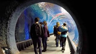 Oceanarium Afrykarium Wroclaw Poland WALKING TOUR HD 1080p [upl. by Siulesoj556]