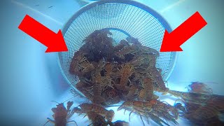 How to Catch Crawfish UNDERWATER GoPro View [upl. by Ayk]