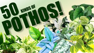 50 POTHOS SPECIES  HERB STORIES [upl. by Yasnyl]