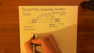 Metabotropic Glutamate Receptors Part 1 [upl. by Yonah]