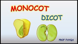 Monocot Vs Dicot plants 12 major differences [upl. by Ness940]