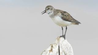 Voices Semipalmated Sandpiper [upl. by Analim]