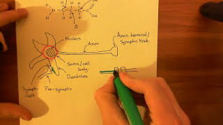 The GABAA Receptors and the Benzodiazepines Part 1 [upl. by Arahset]