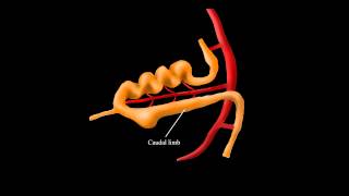 Embryological Rotation of the Midgut [upl. by Cressler287]