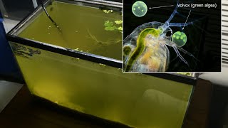 Raising Daphnia for the Freshwater Aquarium [upl. by Daph781]