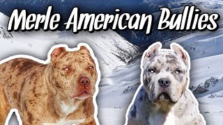 What makes the MERLE American Bully Unique  Designer Dog [upl. by Ninetta]