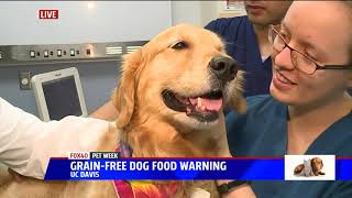 A Warning to Pet Owners About Grain Free Dog Food [upl. by Drhcir]