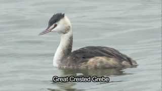 BTO Bird ID  Winter Grebes [upl. by Euqnimod]