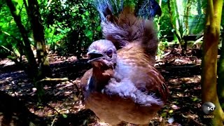 What Makes the Lyrebird Natures Best Mimic [upl. by Schroth]