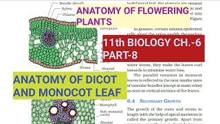 Class 11 BiologyCh6 Part8Anatomy of Dicot amp Monocot LeafStudy with Farru [upl. by Leahcam905]