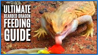 Bearded Dragon Diet and Full Feeding Guide  How What and How Often to Feed your Bearded Dragon [upl. by Voccola]