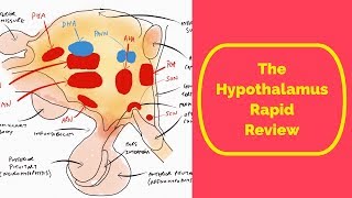 The Hypothalamus Rapid Review [upl. by Amolap]