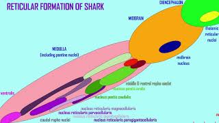 the reticular formation [upl. by Ailisec466]