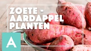 Zoete aardappel planten  Grow Cook Eat 21 [upl. by Alane]