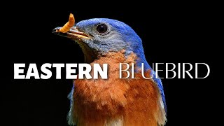 A Bird Once Almost GONE FOREVER The Eastern Bluebird [upl. by Joceline]