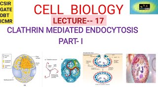 CELL BIOLOGY CLATHRIN MEDIATED ENDOCYTOSIS  CSIR  GATE  DBT ICMR [upl. by Ynohtnakram]