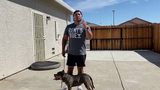 American Bully Basic Training [upl. by Yelahs]