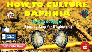 HOW TO CULTURE DAPHNIA In Easy Way [upl. by Wanfried]