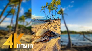 Vertical 4K Nature Film with Music  The Beauty of Big Islands Nature Hawaii [upl. by Nuj]