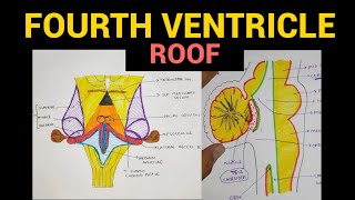 Fourth Ventricle Roof  Ventricles of Brain  4 [upl. by Hawken168]