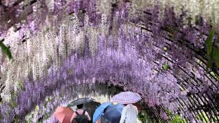 Through the Wisteria Tunnels  Japan Travel Guide [upl. by Irrak]