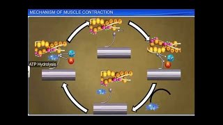 CBSE Class 11 Biology  Mechanism of Muscle Contraction [upl. by Zetrom]