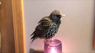 European Starling mimics words quotTalkingquot Starling [upl. by Eenimod]