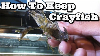 Keeping Freshwater Crayfish [upl. by Powe458]