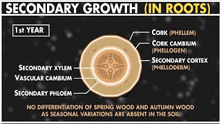 Secondary Growth in Dicot Root  Anatomy of Plants  Class 11 Biology [upl. by Ilario]