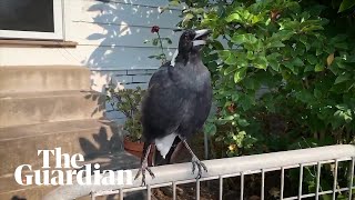 Australian magpie mimics emergency siren during NSW bushfires [upl. by Vanhomrigh]