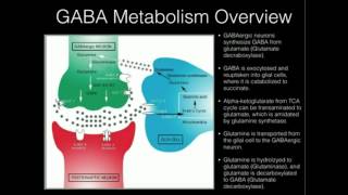 LTheanine and GABA Supplementation [upl. by Oetomit]